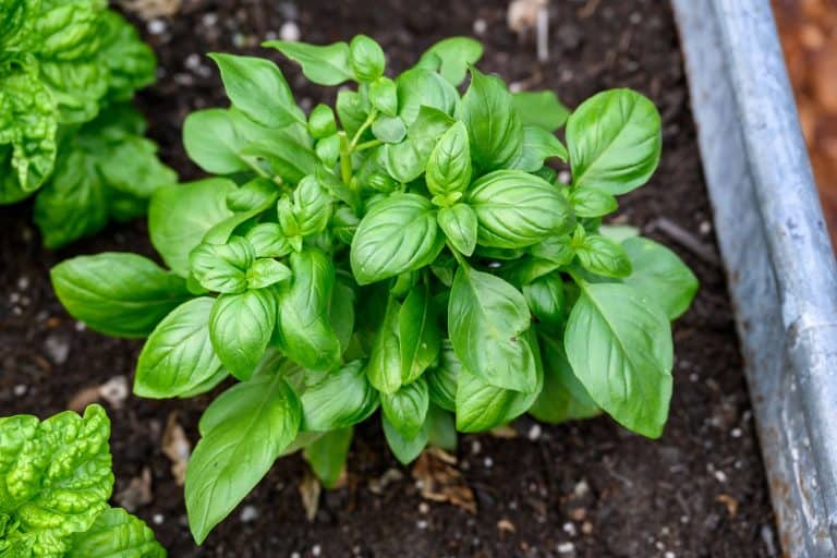 Basil plant in the garden, 13 Reasons Why You Must Add Basil to Your Garden