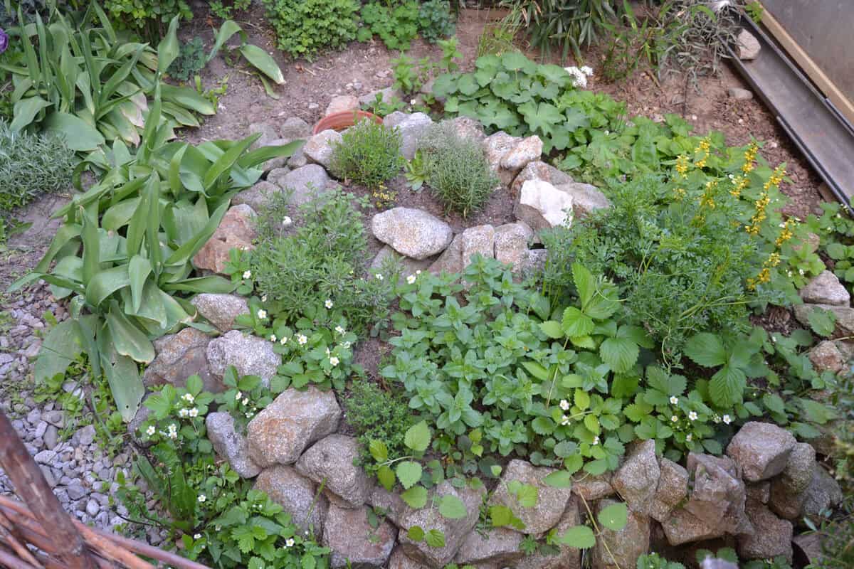A DIY Herb spiral garden