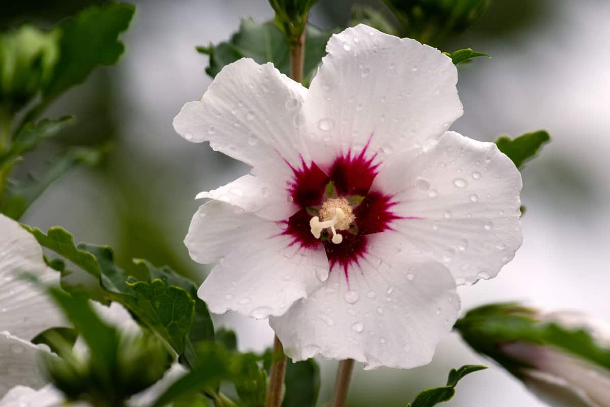 A closeup shot of rose of Sharon (Hibiscus syriacus) with dew drops in the garden