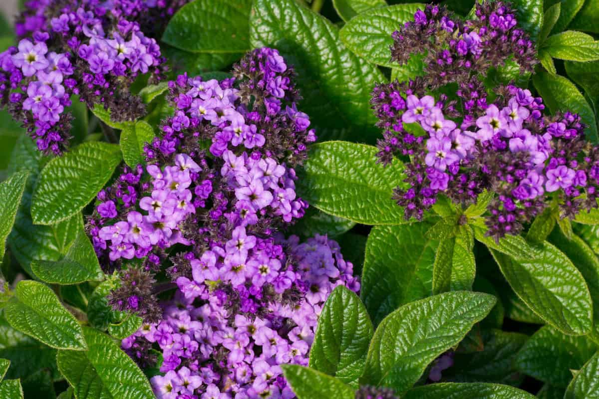 A group of purple heliotrope flowers in bloom