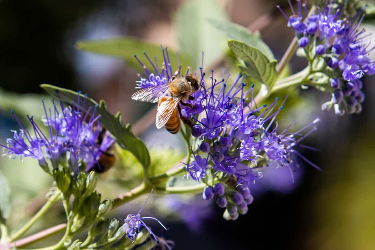 A honey bee on a bluebeard flower