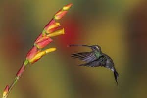 A hummingbird getting nectar from a flower, Welcoming & Caring For Hummingbirds by USDA Zone