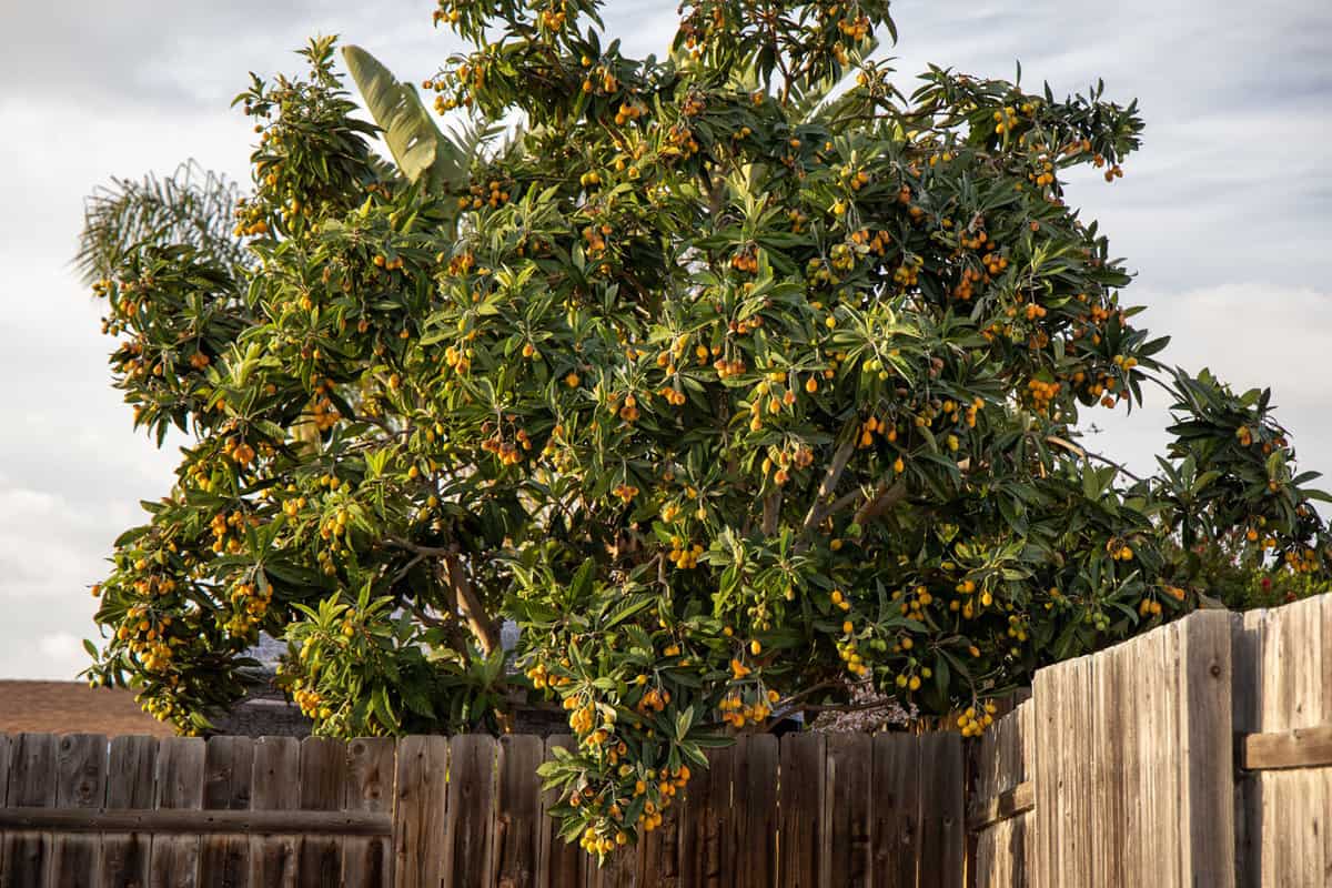 A large loquat tree with lots of ripe fruit on the other side of the fence.