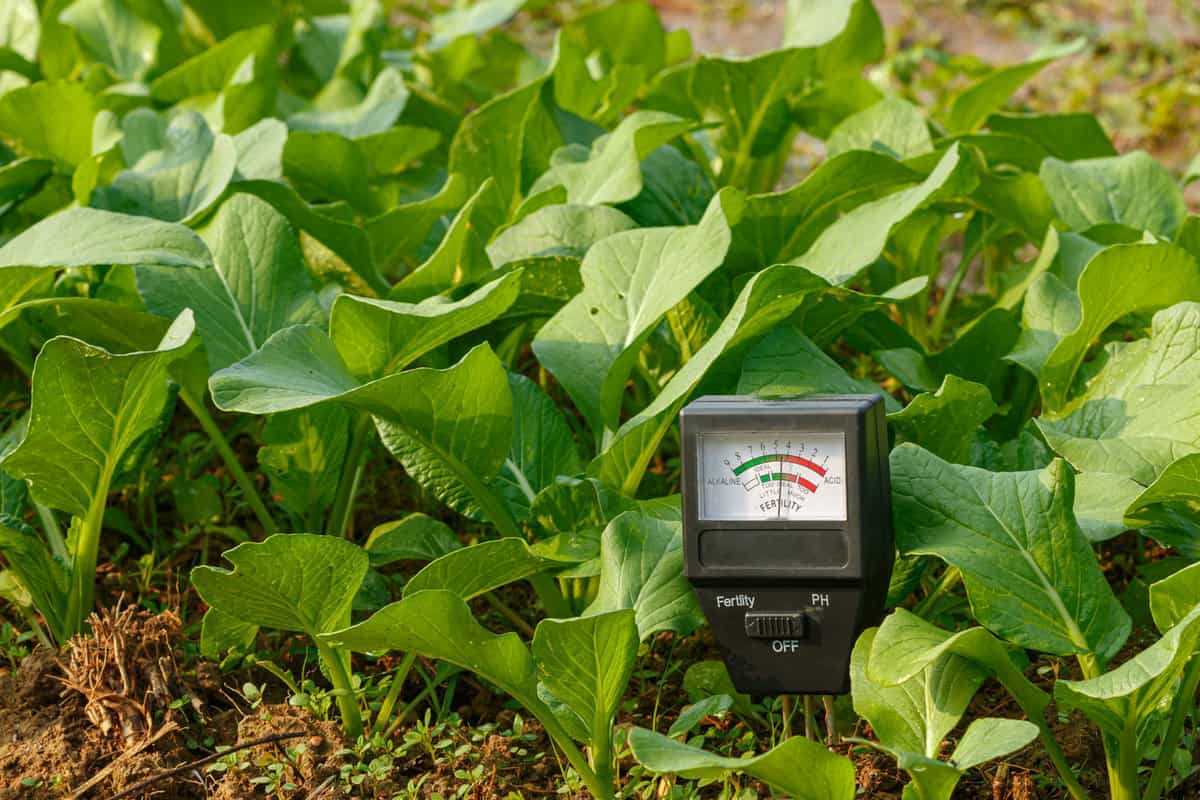 A small soil testing instrument placed in the middle of the garden
