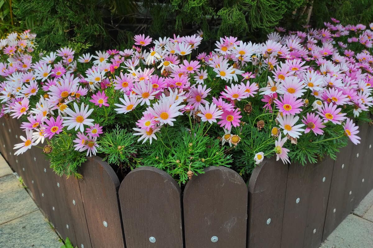 Argyranthemum frutescens, Paris daisy, marguerite or marguerite daisy, is a perennial plant known for its beautiful flowers. Planted in a flower pot.