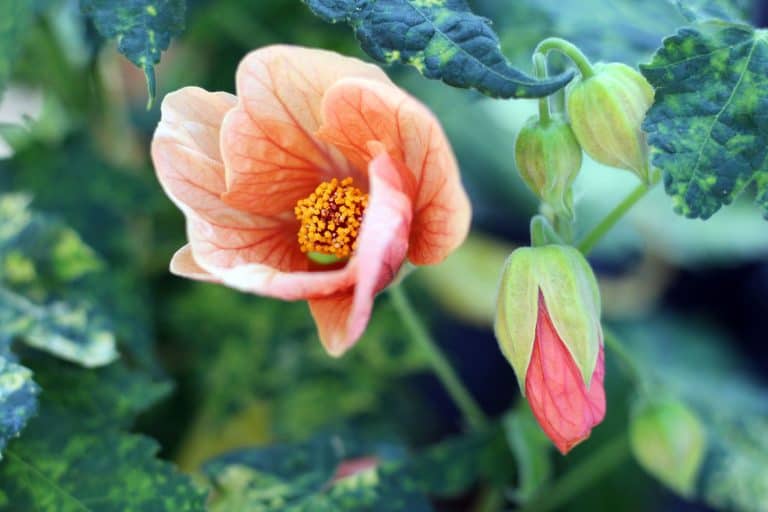 Abutilon Flowering Maple bloom in the garden, 11 Year-round Flowering Plants for Zone 11 Gardens: A Colorful Parade of Perennials