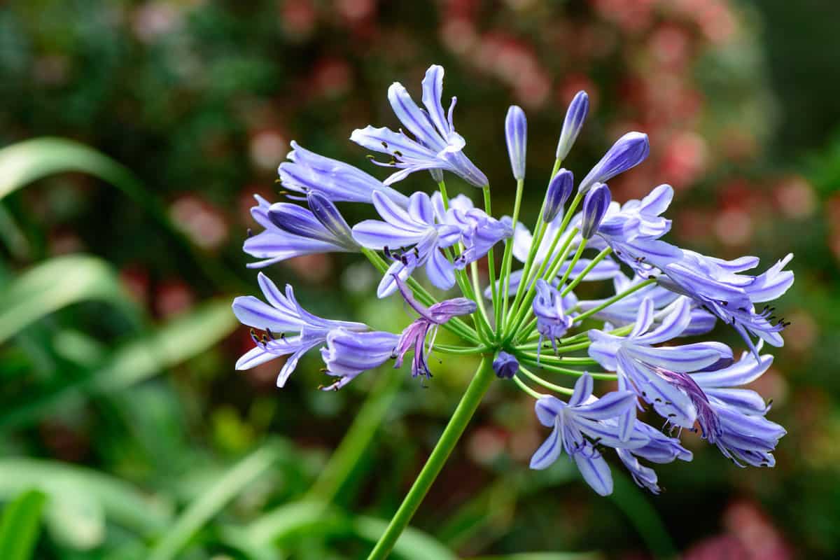 Agapanthus with bright purple petals