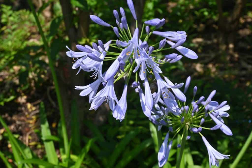 Agapanthus flowers blooming in the garden