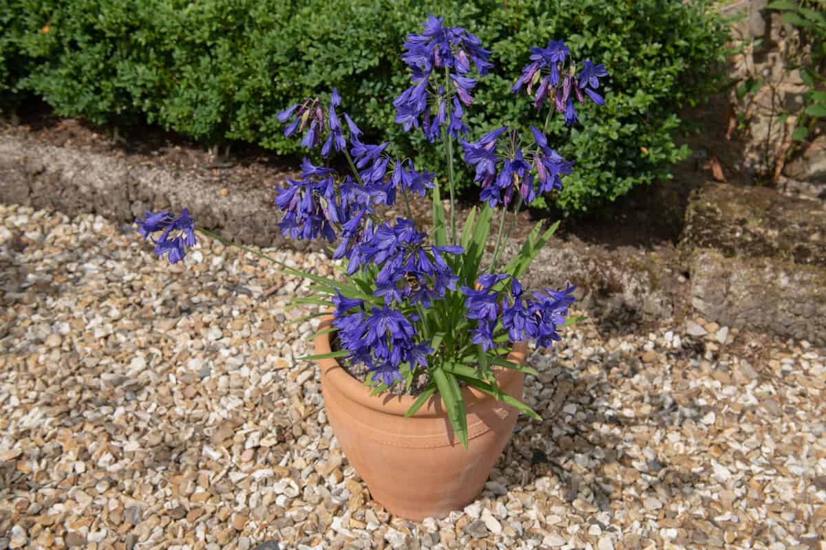 Agapanthus planted in a clay pot
