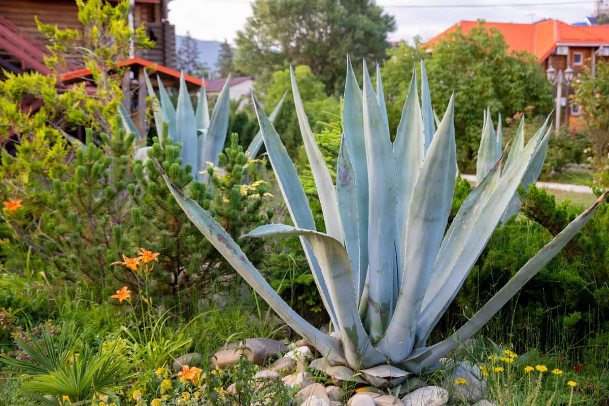 Agave plant photographed at the garden