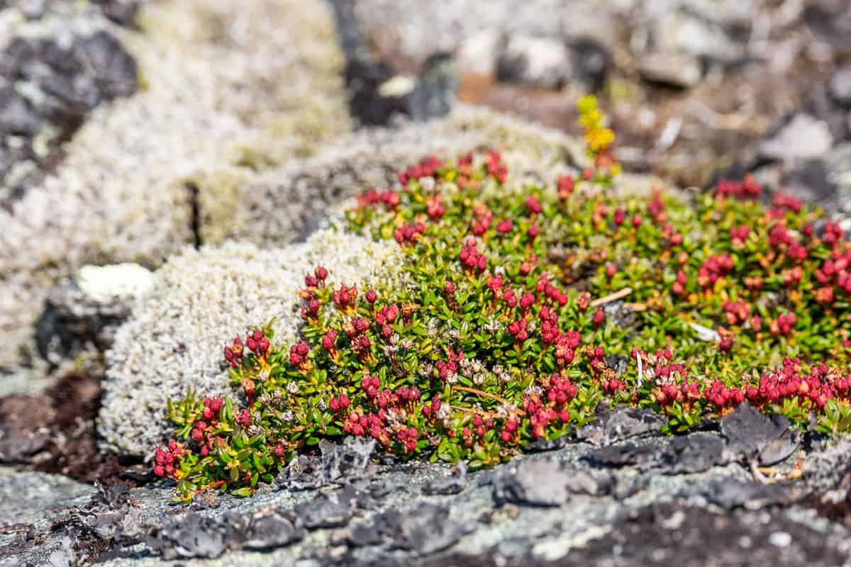 Alpine Azalea photographed in great detail