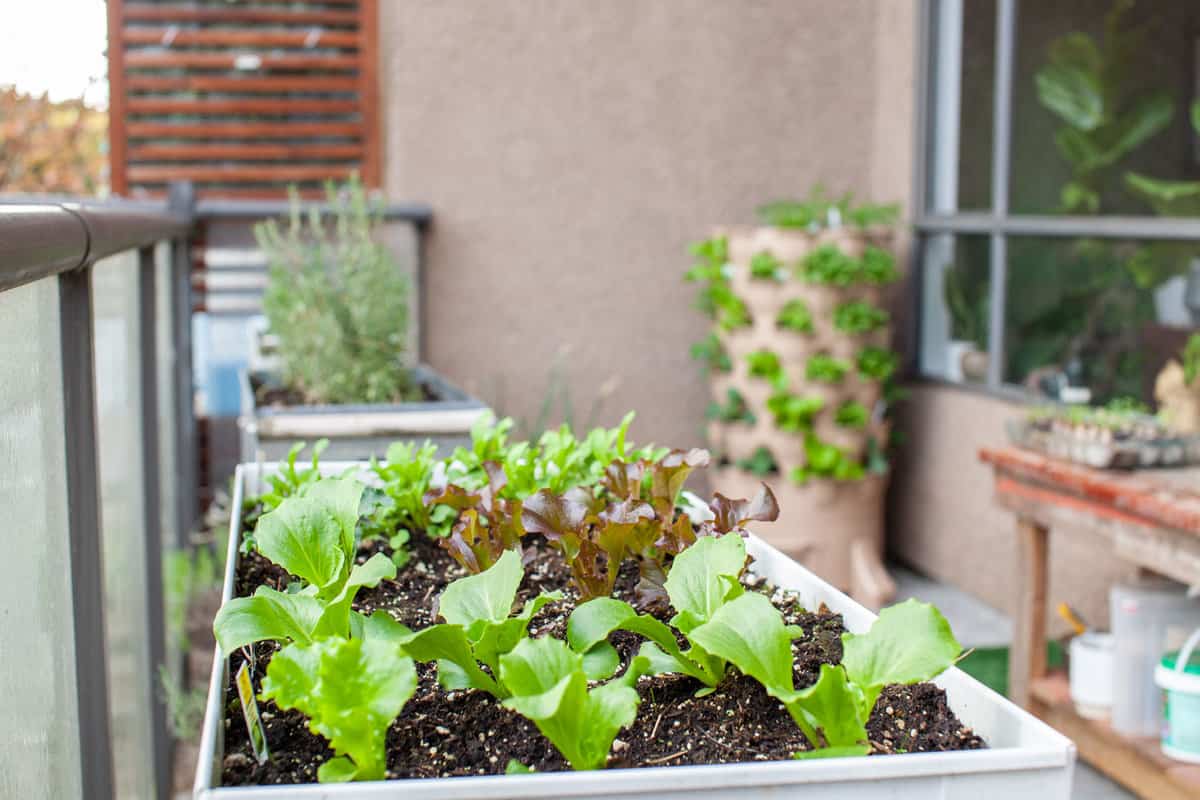 An apartment patio garden, with small lettuces in a planter and a tower garden with a compost column down the middle