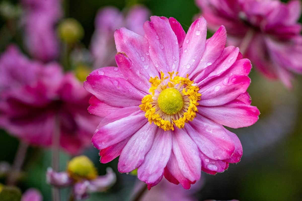 Gorgeous pink Anemone flower