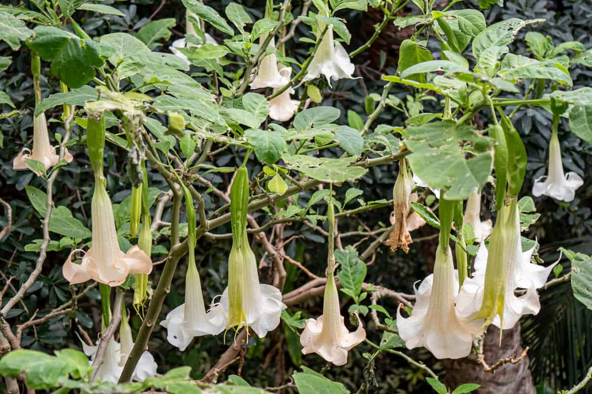 Gorgeous white flowers of an Angel's trumpet plant