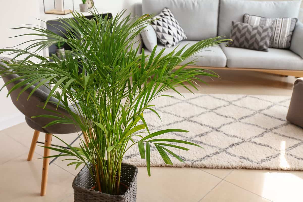 Areca palm planted in a black pot photographed in the garden