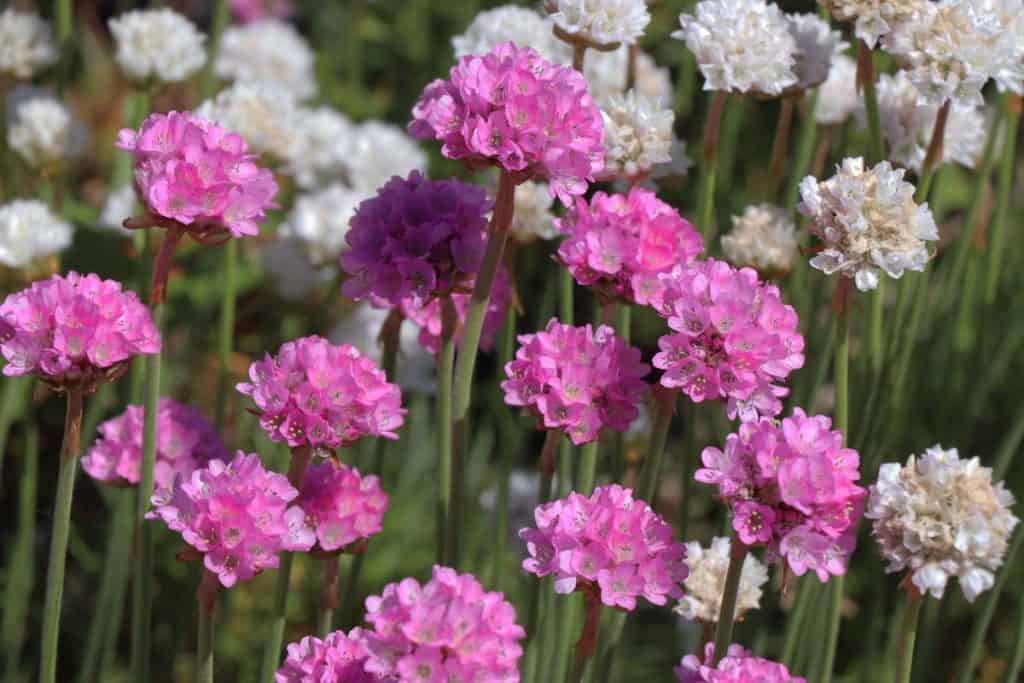Arctic Thrift blooming at the garden
