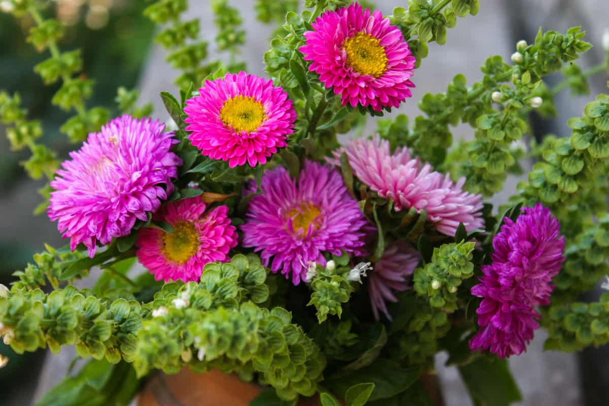 Different bright colors of Aster flowers