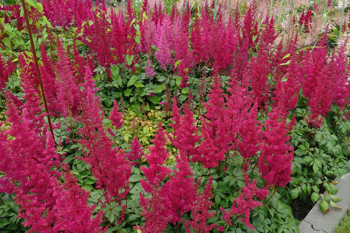 Astilbe planted blooming at the garden