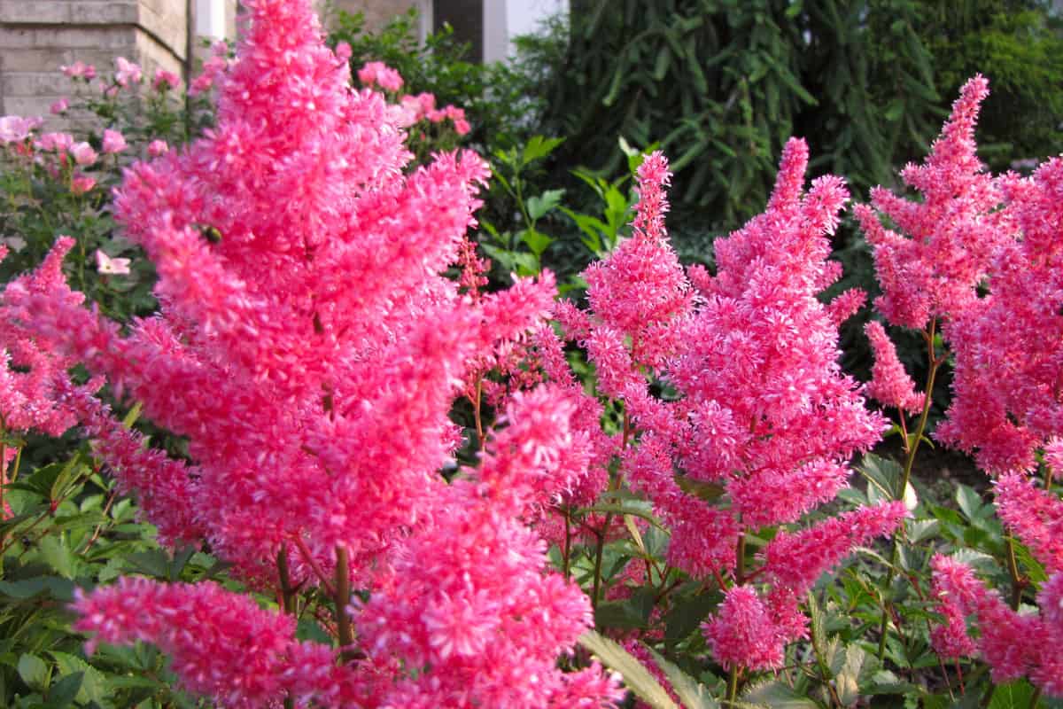Astilbe plant blooming at day