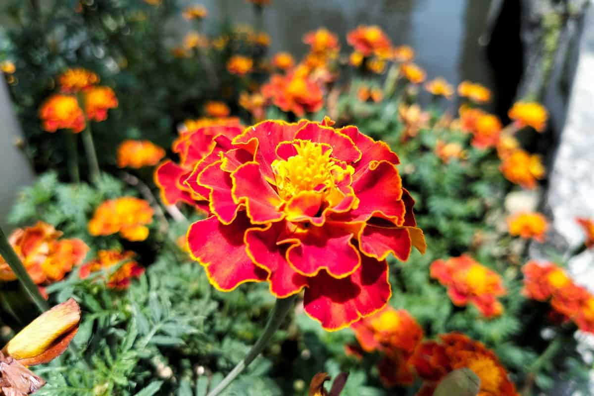 Beautiful blooming red marigold (Tagetes erecta) flowers in the garden on a sunny day. This flower is also known as "Tahi kotok" or "Cocok botol"