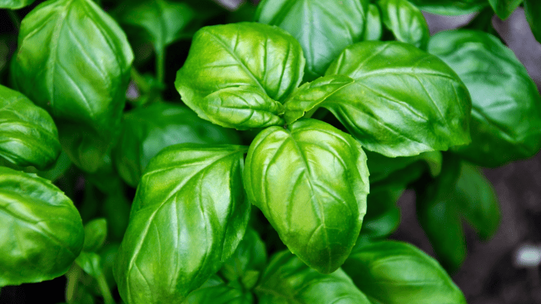 Basil - The Best Herbs for Zone 6 Gardening 1600x900