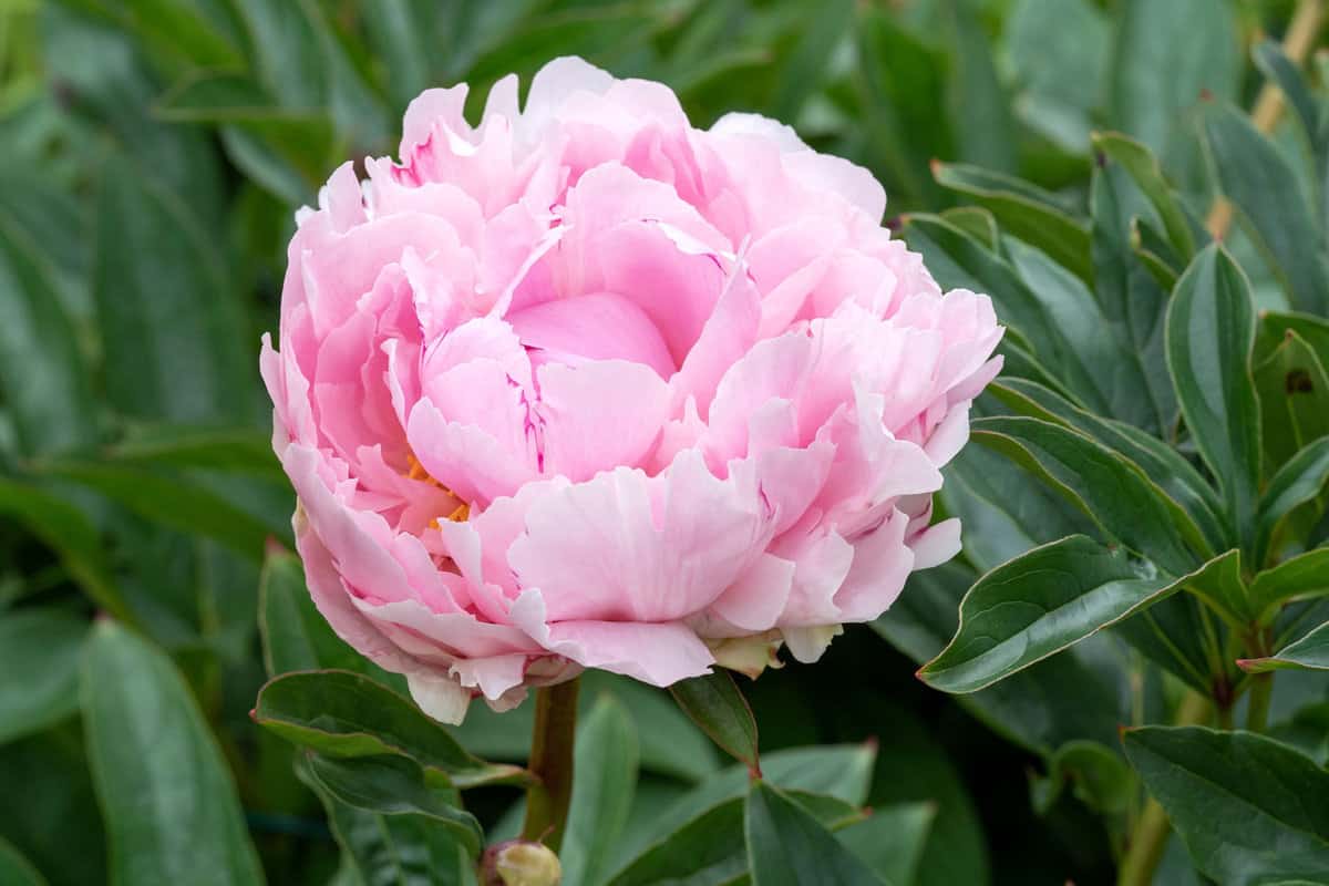 Beautiful pink peony flower variety