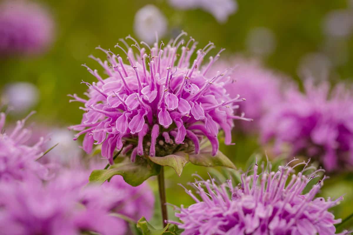 Bee balm flower blooming at the garden