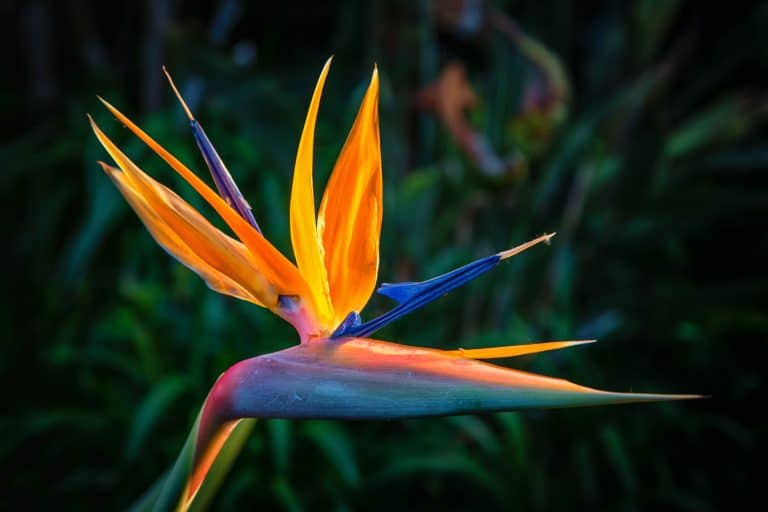 Bright leaves of a gorgeous bird of paradise plant, 10 Thriving Desert Plants for Your Zone 12 Landscape