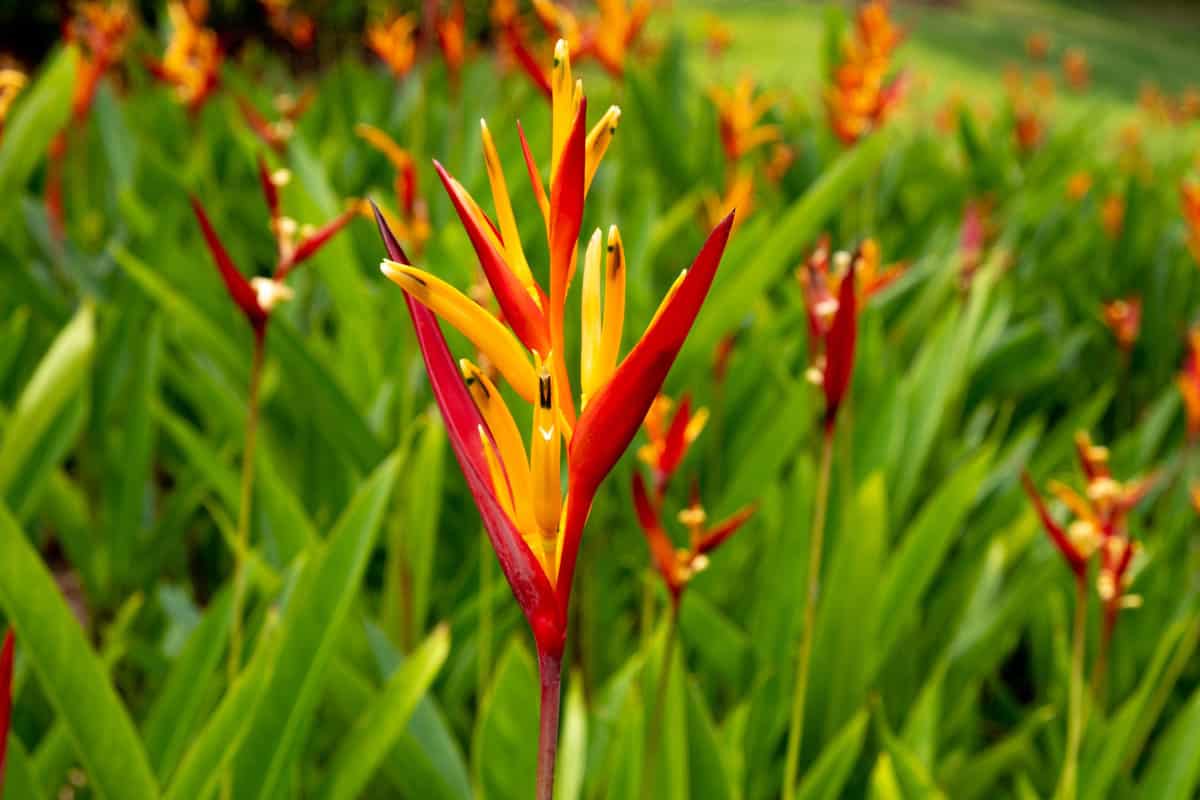 A small field of beautiful Birds of paradise 