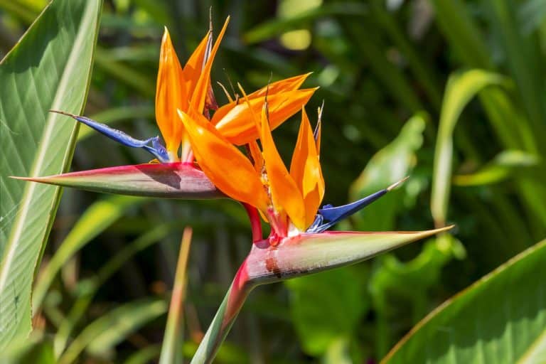 Beautiful bright tendrils of a birds of paradise plant, The 17 Best Plants to Grow in Zone 11b (45 to 50 °F/7.2 to 10 °C)