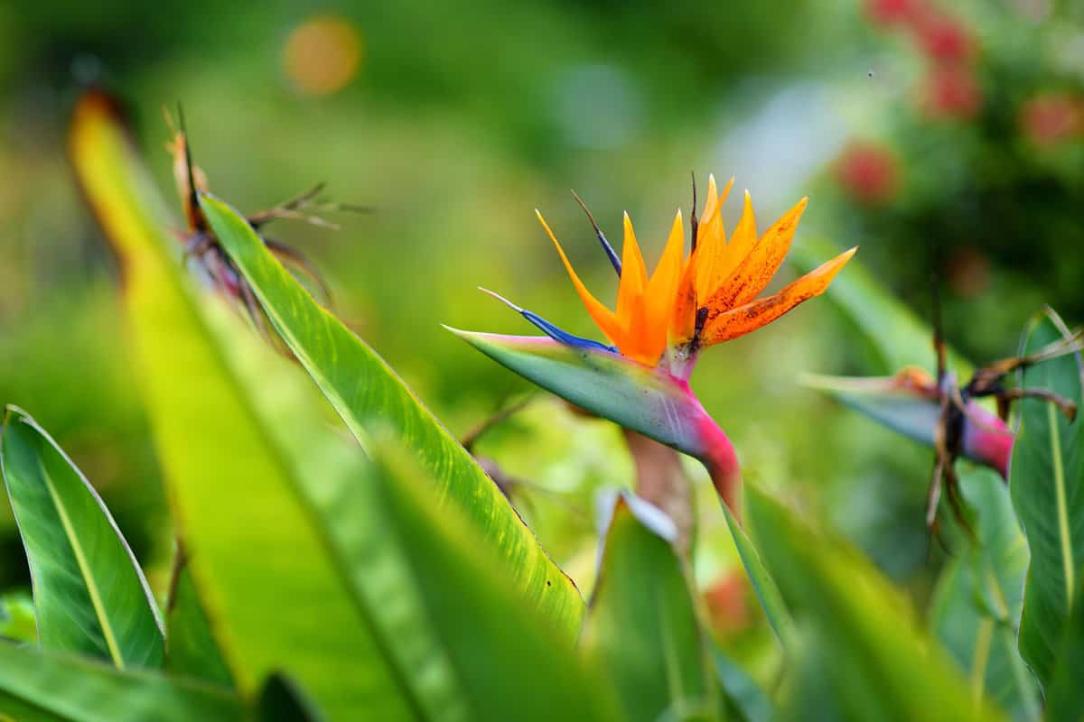 Focused shot of a Birds of Paradise plant