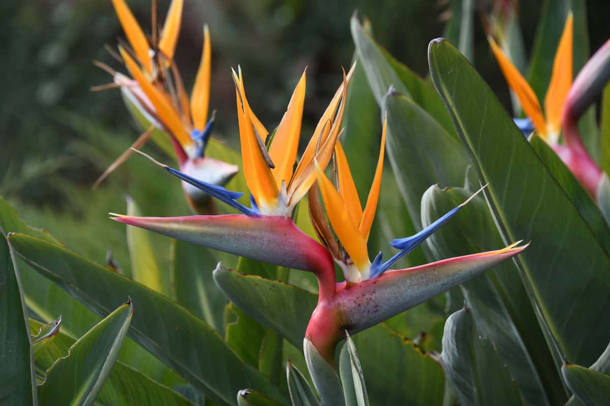 Beautiful orange tendrils of a Birds of paradise plant