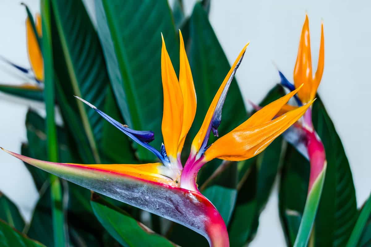 Gorgeous bird of paradise plant