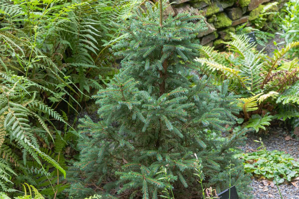 Black Spruce tree grown in the garden