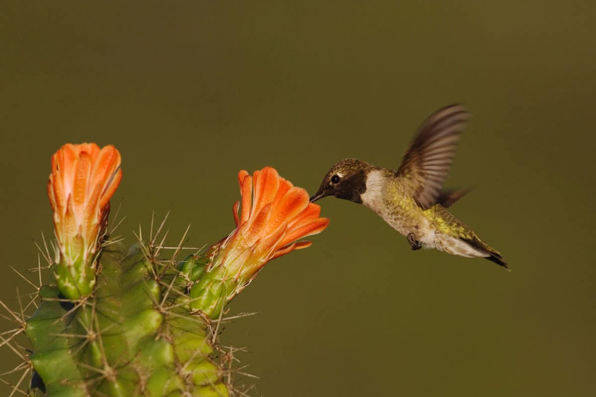 Black chinned Hummingbird photographed up close