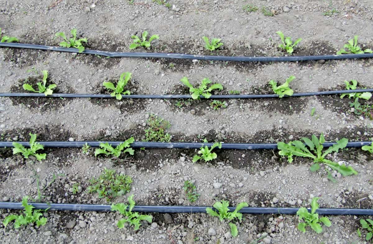 Black hoses drip irrigation on lettuces field