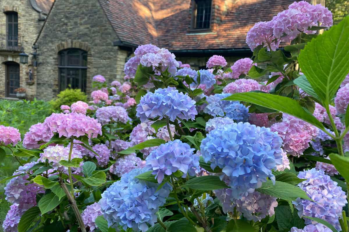Blooming pink and blue hydrangeas by the house gardens