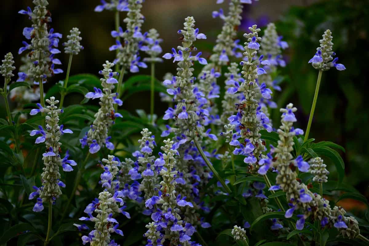 Blue & White Salvia (Salvia divinorum) Flowers