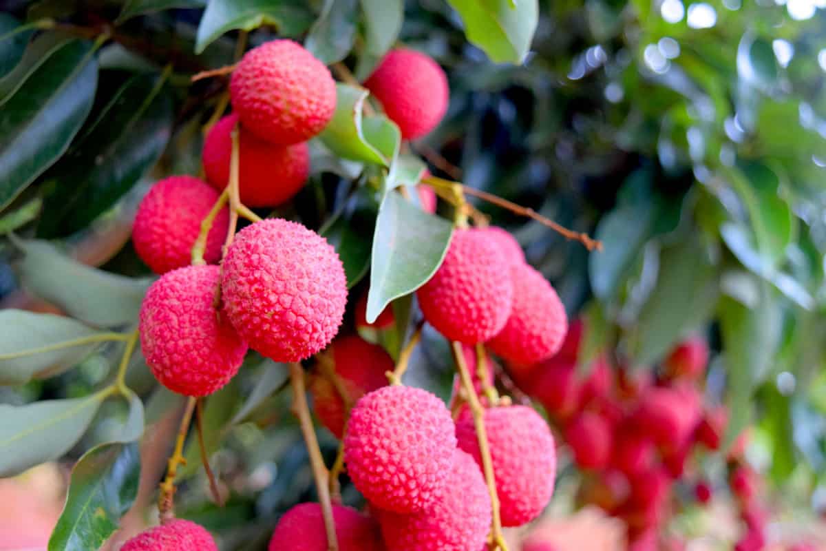 Blur Lychee on tree ,fruit Asia