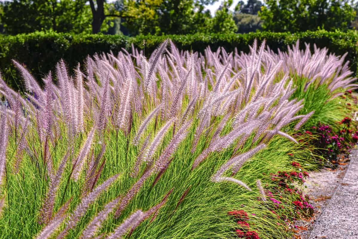 Fountain grass used for border