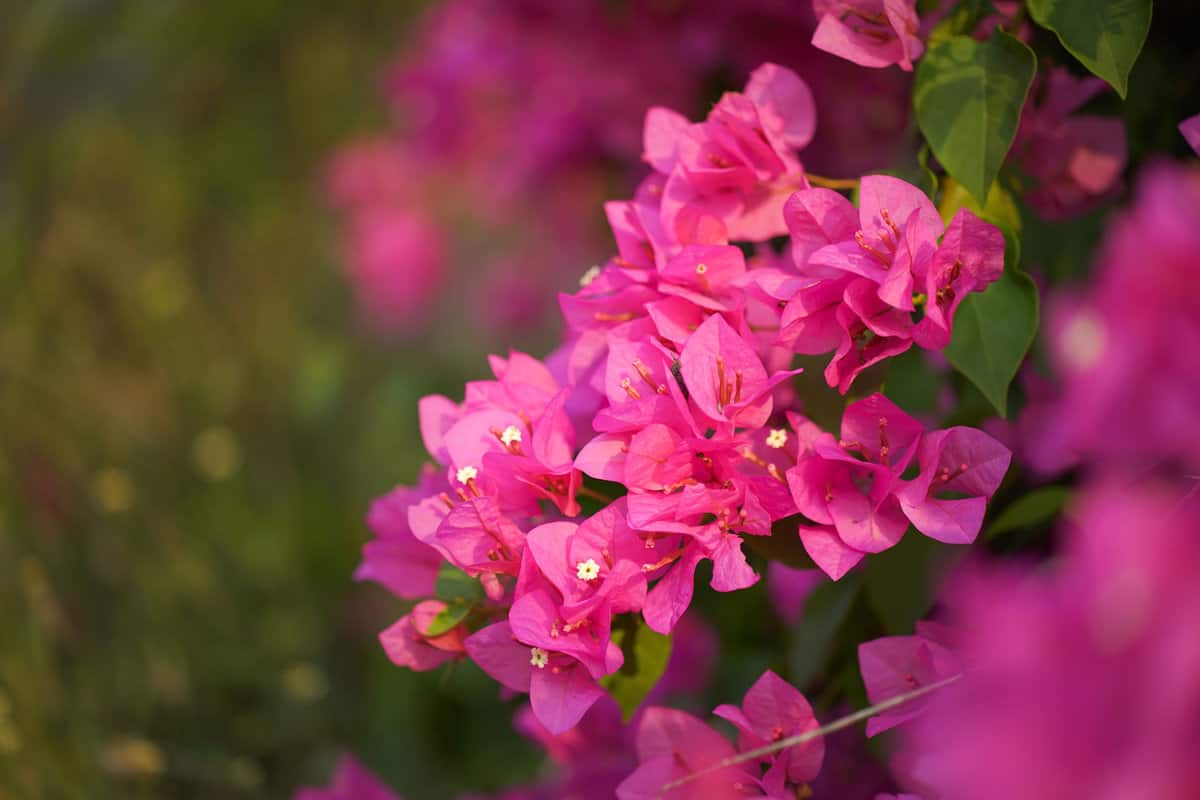 Gorgeous Bougainvillea with blooming petals in the garden