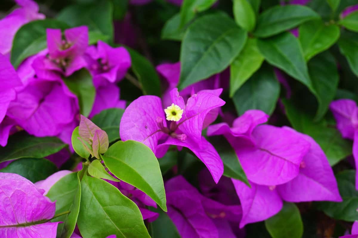 Bougainvillea with bright purple leaves