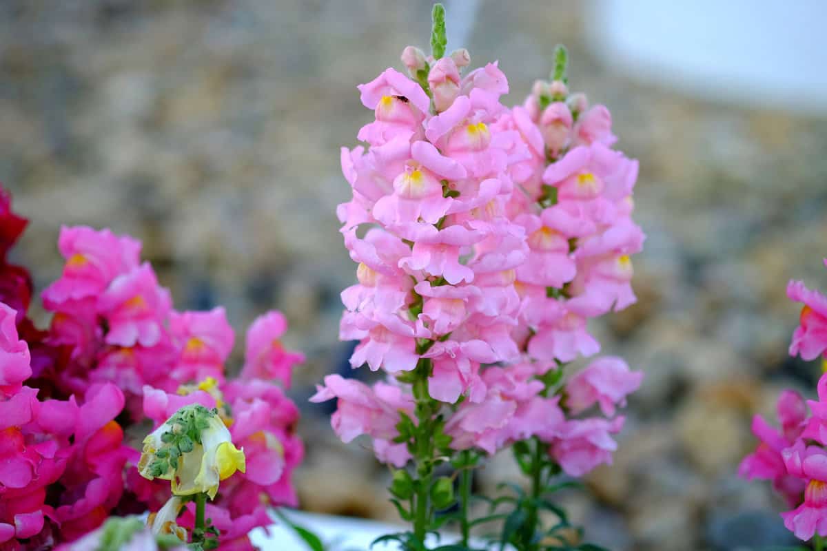 Bright pink Antirrhinum flowers