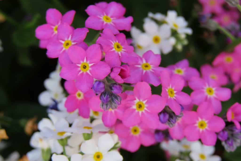 Bright-pink-forget-me-not-flowers