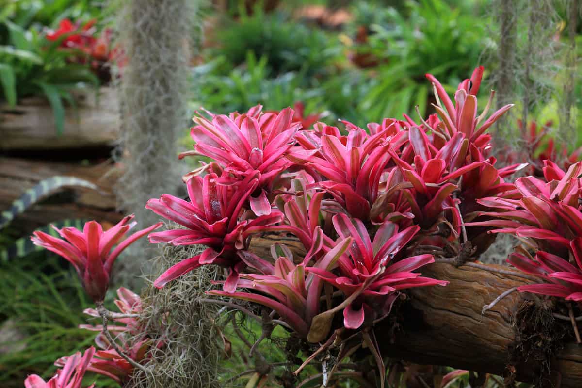 Bromeliads with bright dark magenta colored leaves