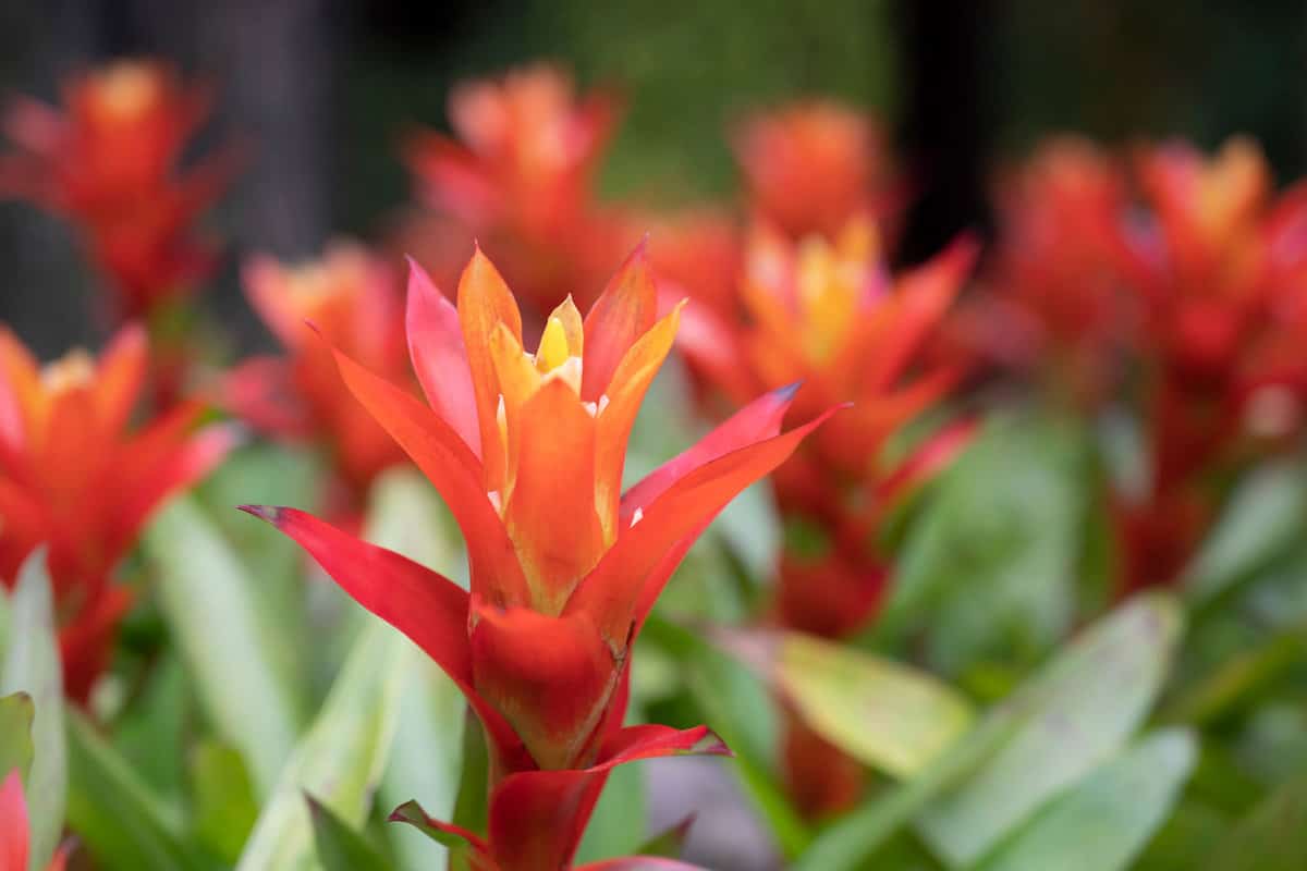 A small field of Bromeliads in the garden