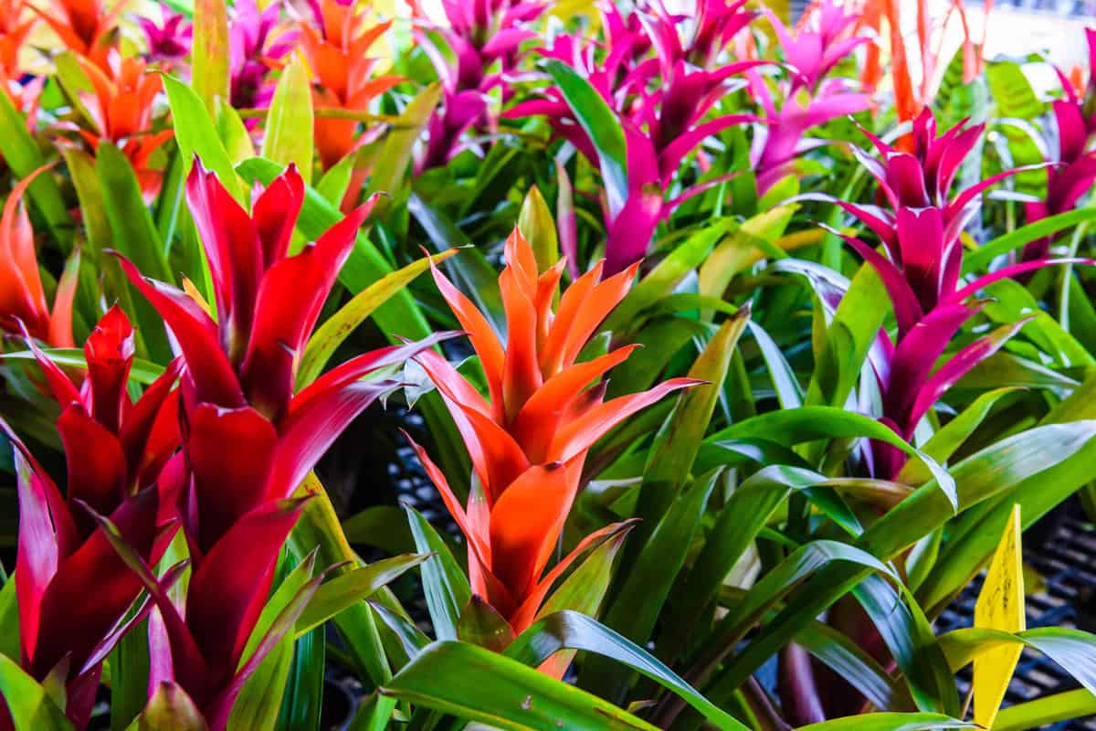 A small field of Bromeliads at the garden