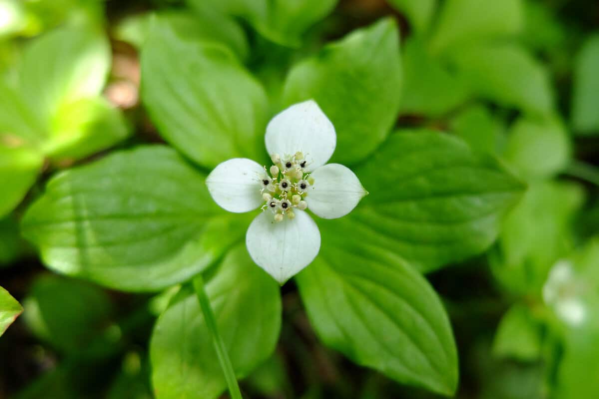 Bunchberry flower with white flowers