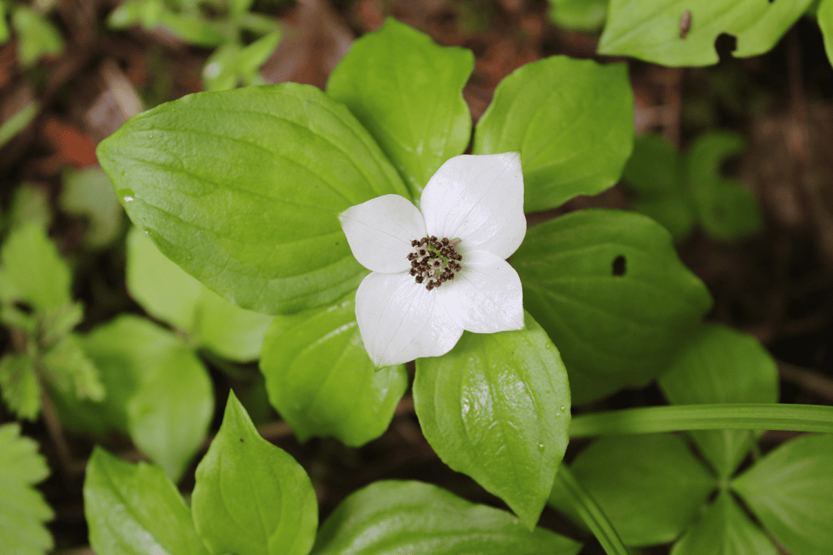 Gorgeous white petals of a bunchberry