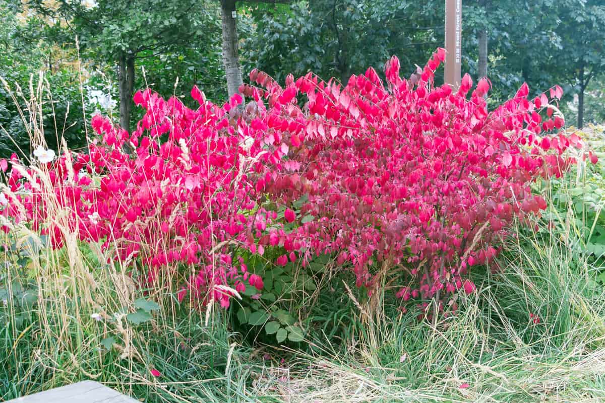 Burning bush bright red petals in the garden